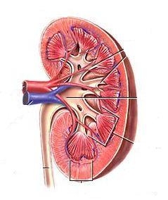 Insuficienta renala acuta - diagnostic si tratamente